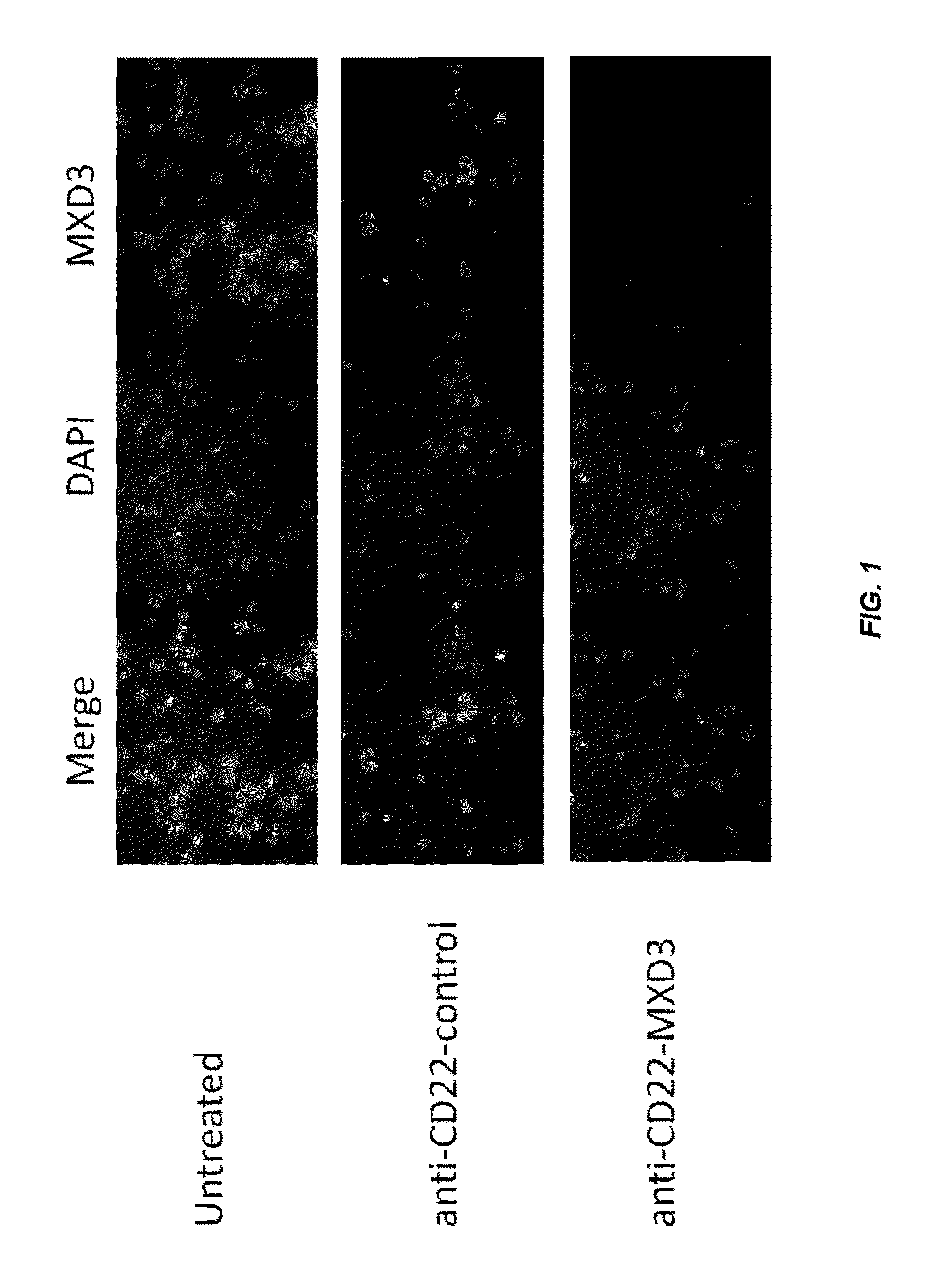 Antisense compounds and uses thereof