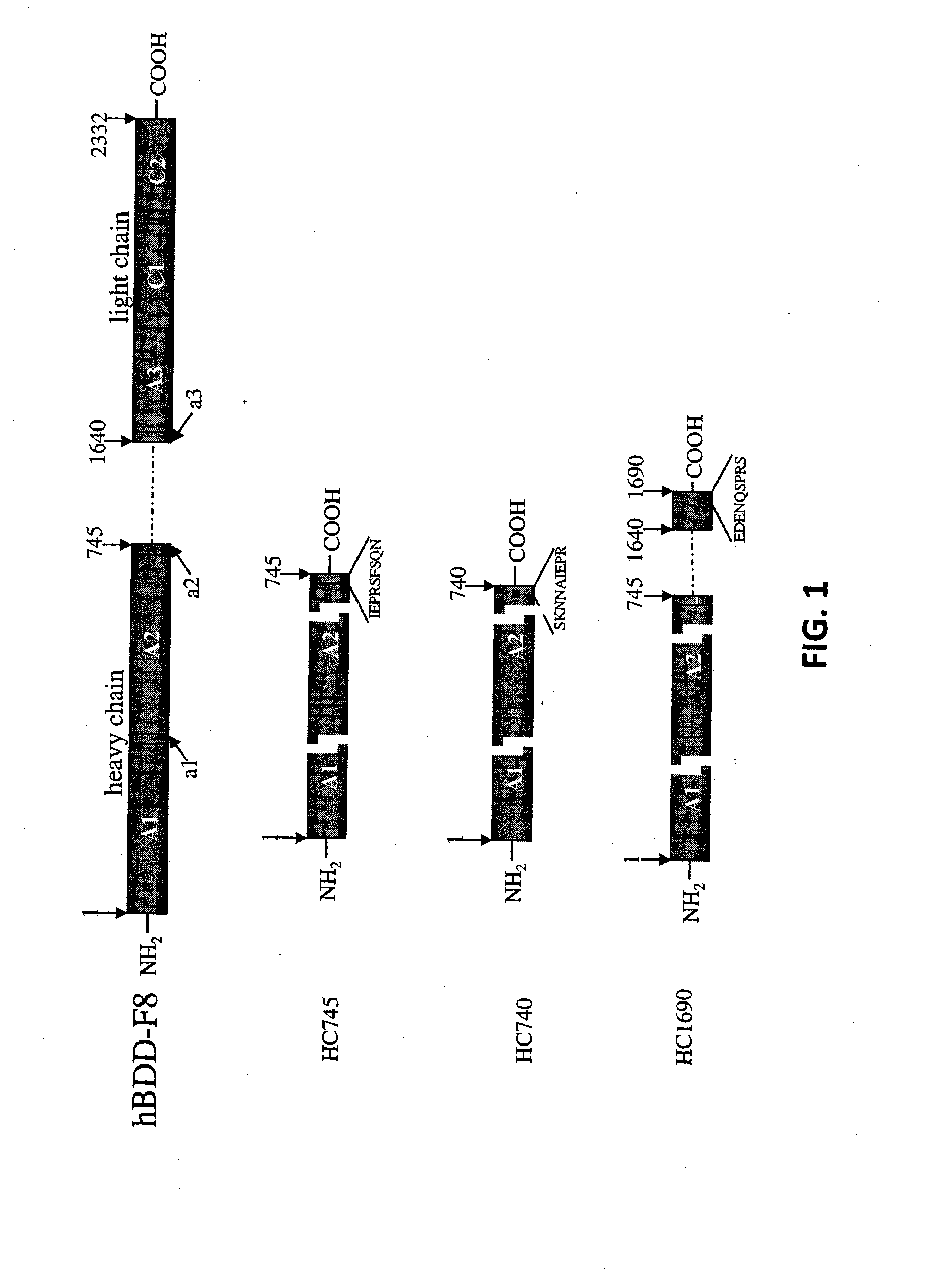 Mutant factor viii compositions and methods