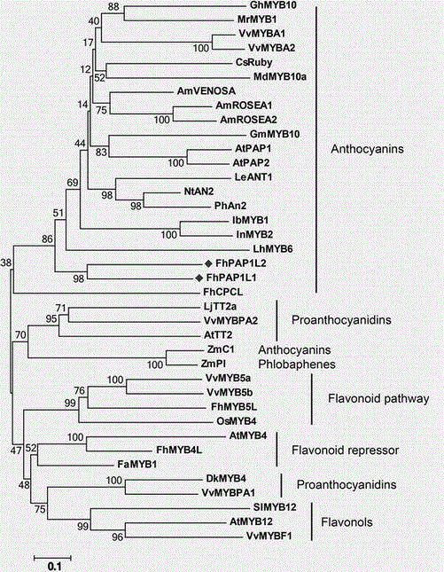 cDNA sequence of MYB transcription factors for positively regulating anthocyanin synthesis