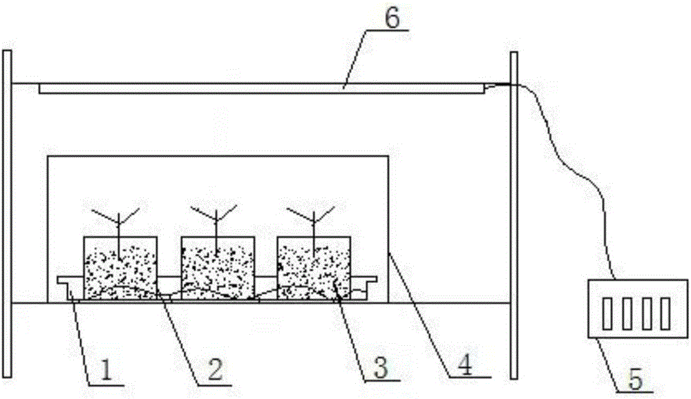Cultivation method for micropropagation of catalpa bungei
