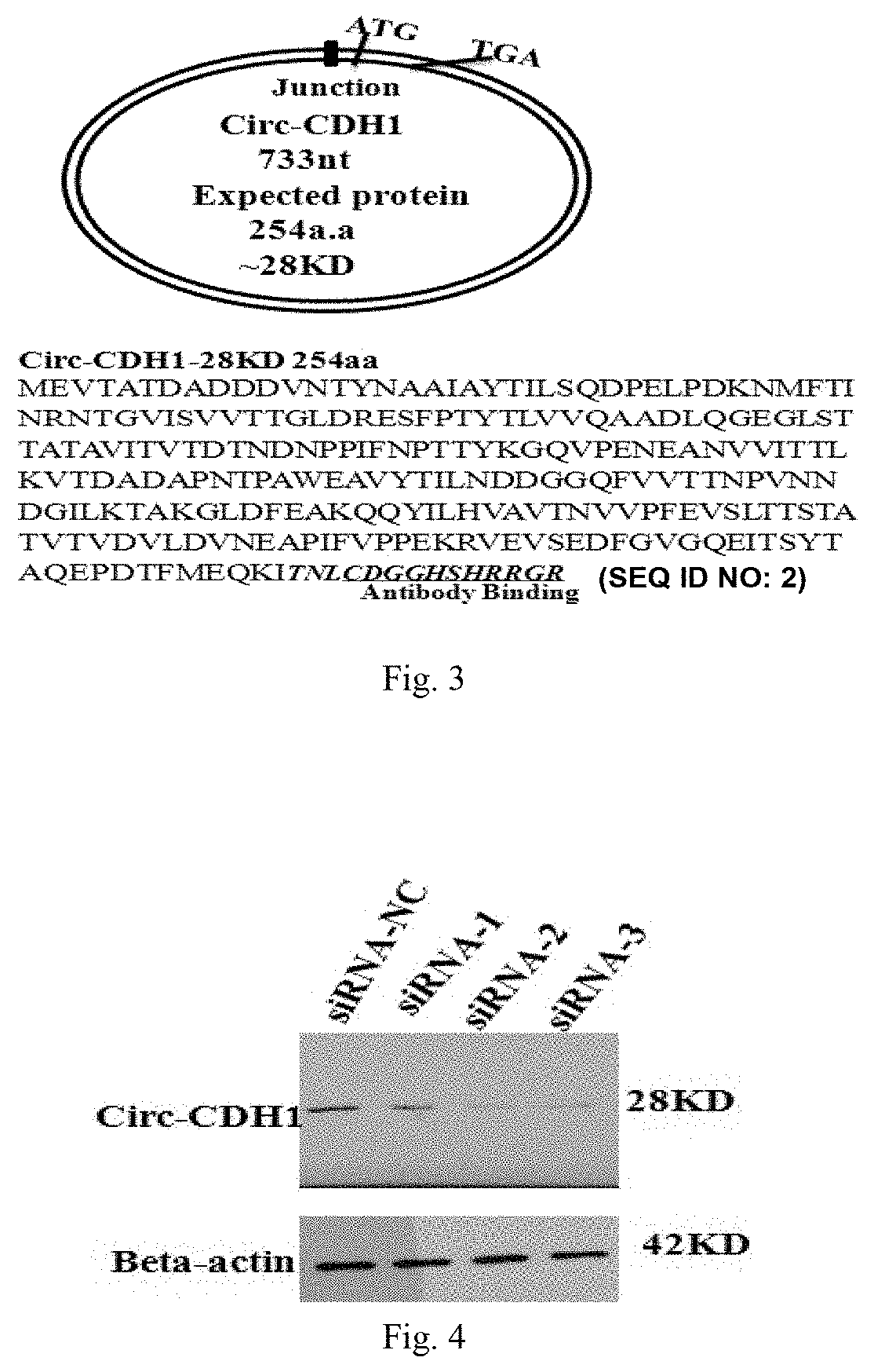 Use of Circ-CDH1 Inhibitors