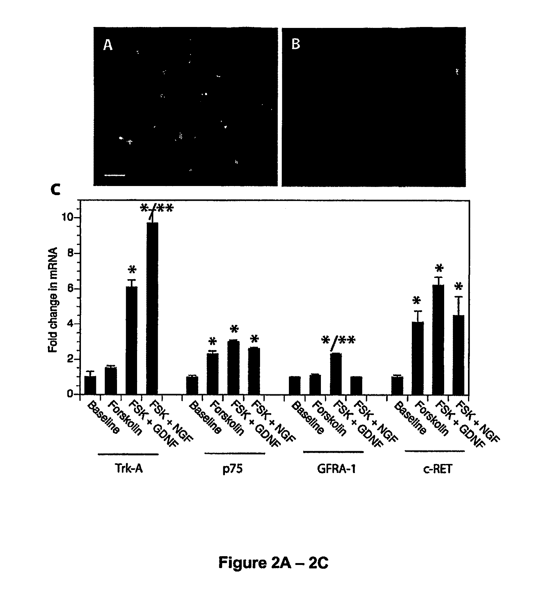 Immortalization of cells including neuronal cells