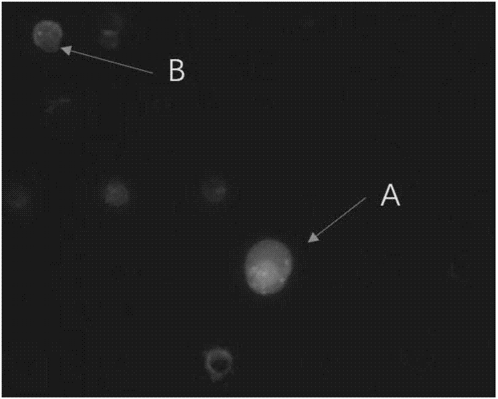 Kit applying CD45 immunofluorescence combined with CEP 8 probe to identify circulating tumor cells and application thereof
