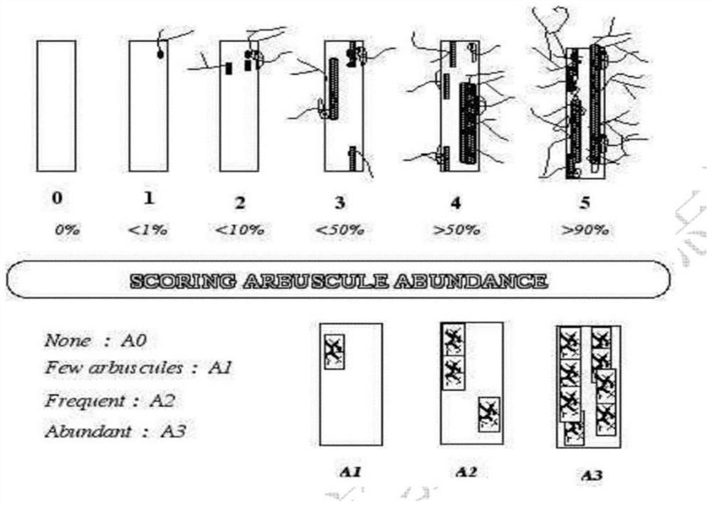 Method for expanding propagation of arbuscular mycorrhizal fungus inoculant in degenerated sandy soil