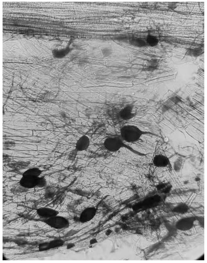 Method for expanding propagation of arbuscular mycorrhizal fungus inoculant in degenerated sandy soil