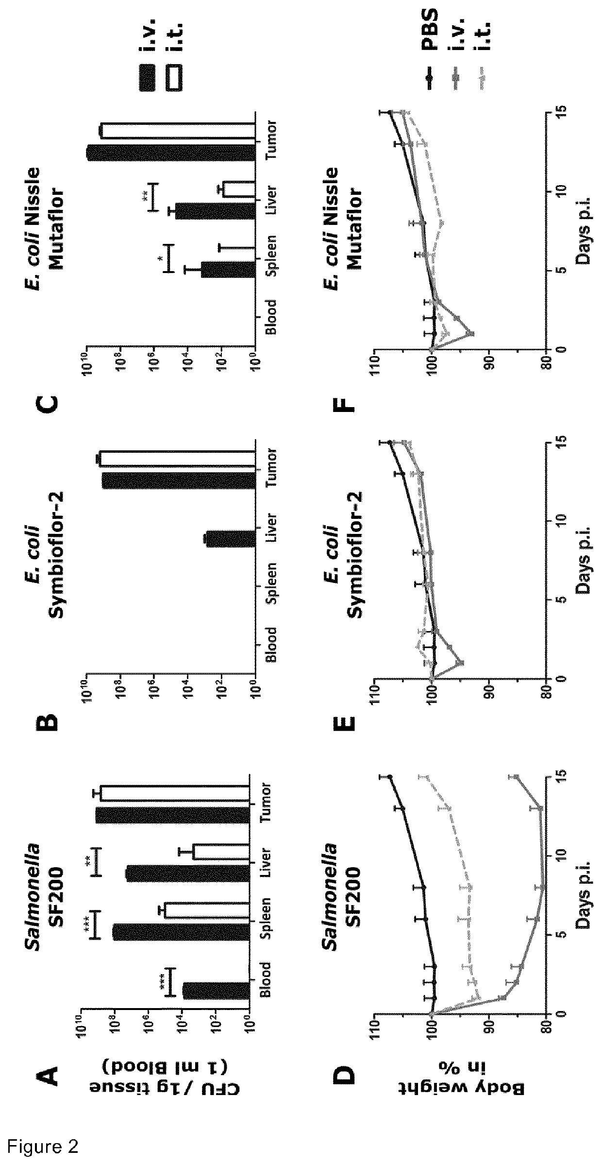 Salmonella and immunogenic compostition containing the same as we as its use