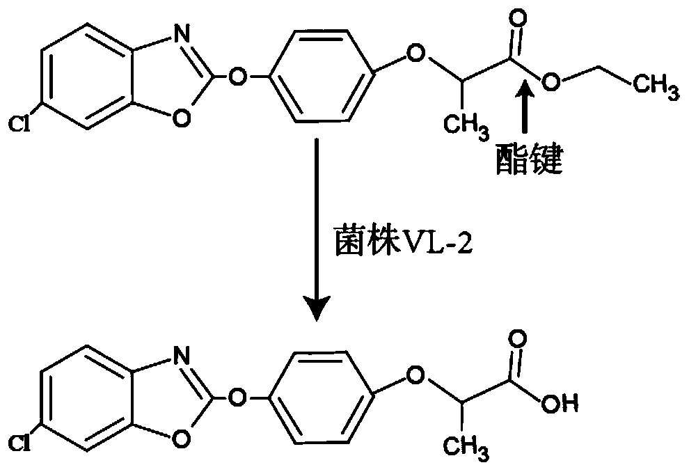 An aryloxyphenoxypropionic acid herbicide-degrading strain and its application