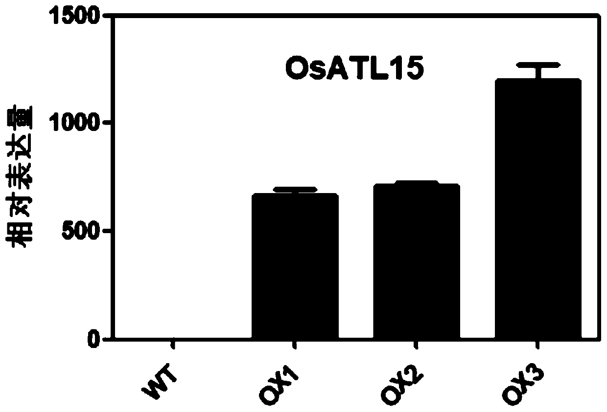 Application of rice gene OsATL15 in regulating absorption and transport of pesticides