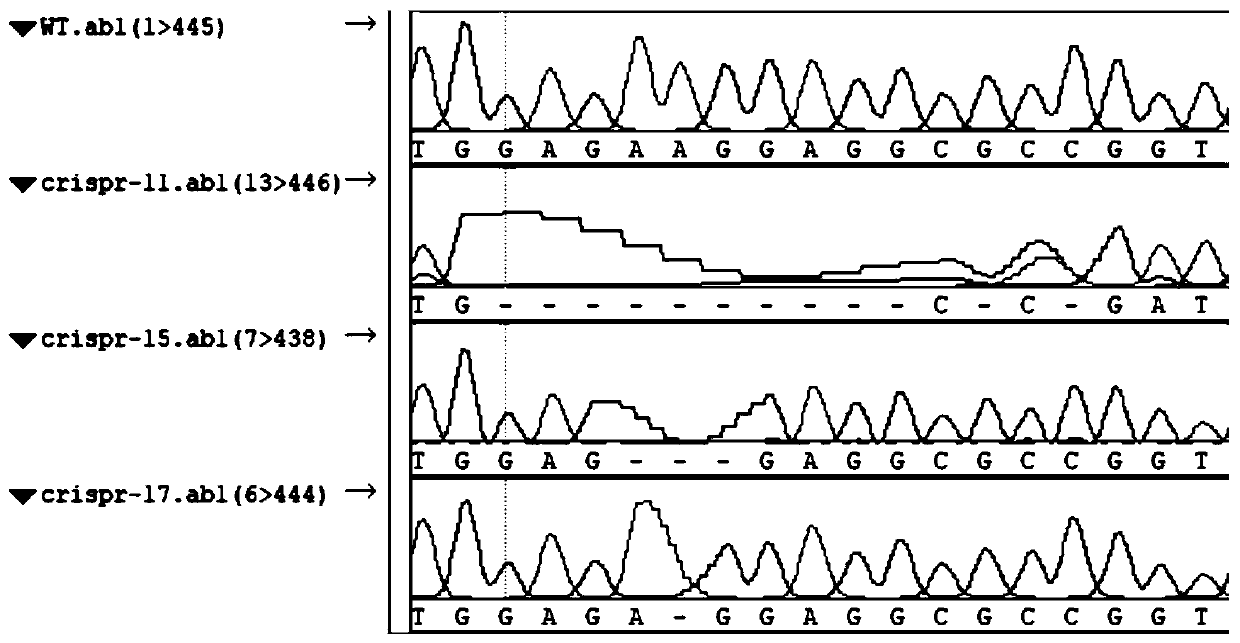 Application of rice gene OsATL15 in regulating absorption and transport of pesticides