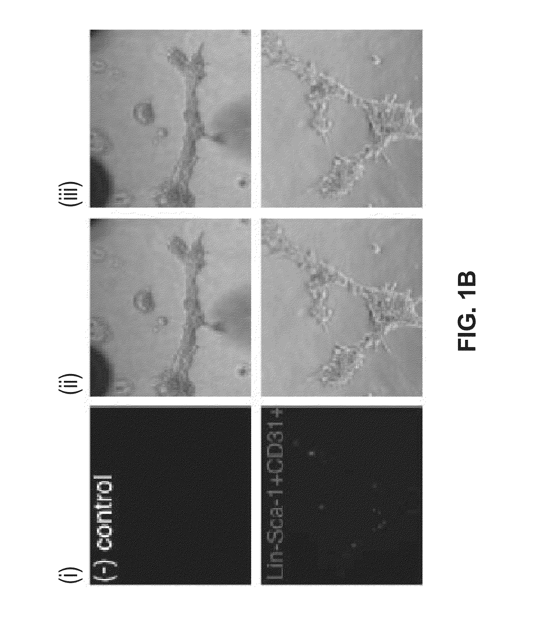 CD34+ cells and methods of use