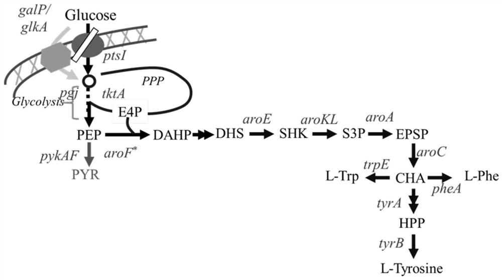 Escherichia coli for producing tyrosine by fermentation method and its construction method and application