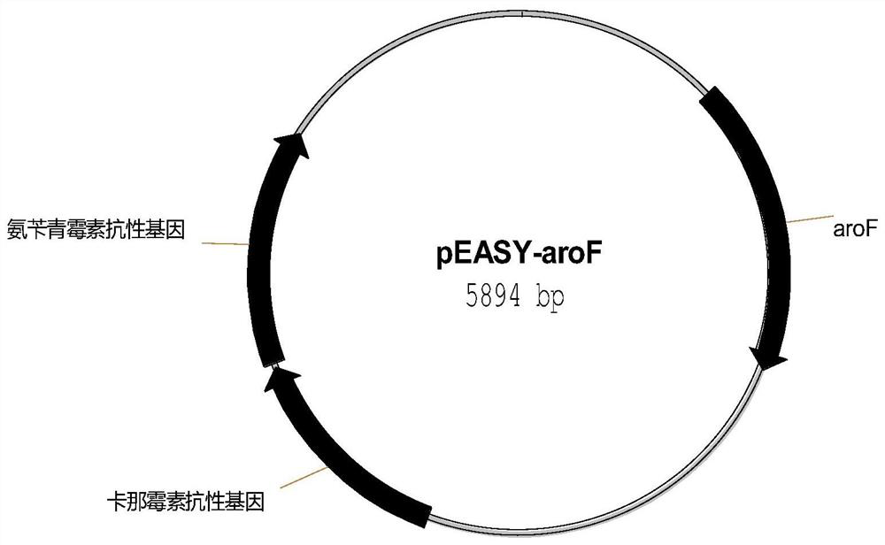 Escherichia coli for producing tyrosine by fermentation method and its construction method and application