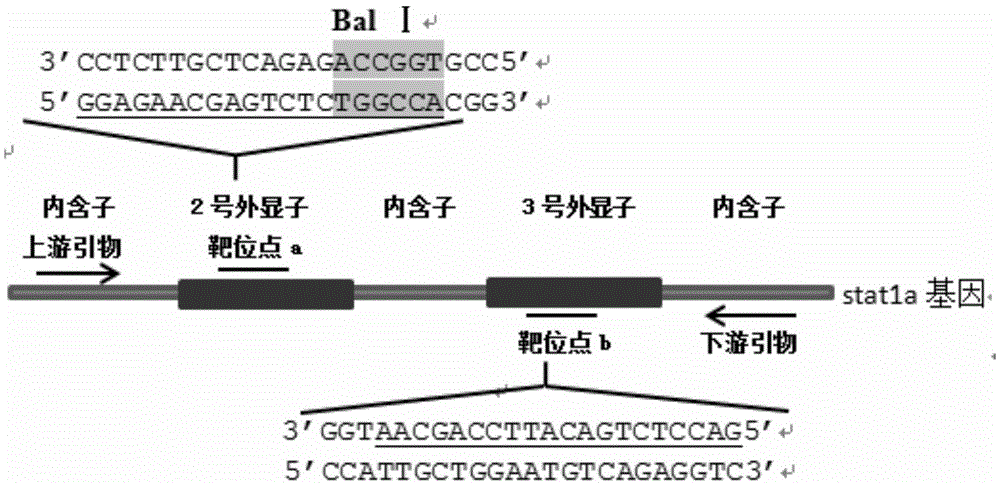 Method for breeding stat1a (signal transducer and activator of transcription 1) gene-deleted zebra fish through gene knockout