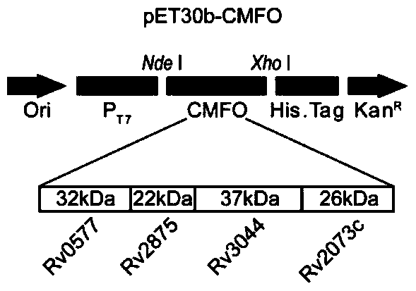 A kind of fusion protein cmfo and its application