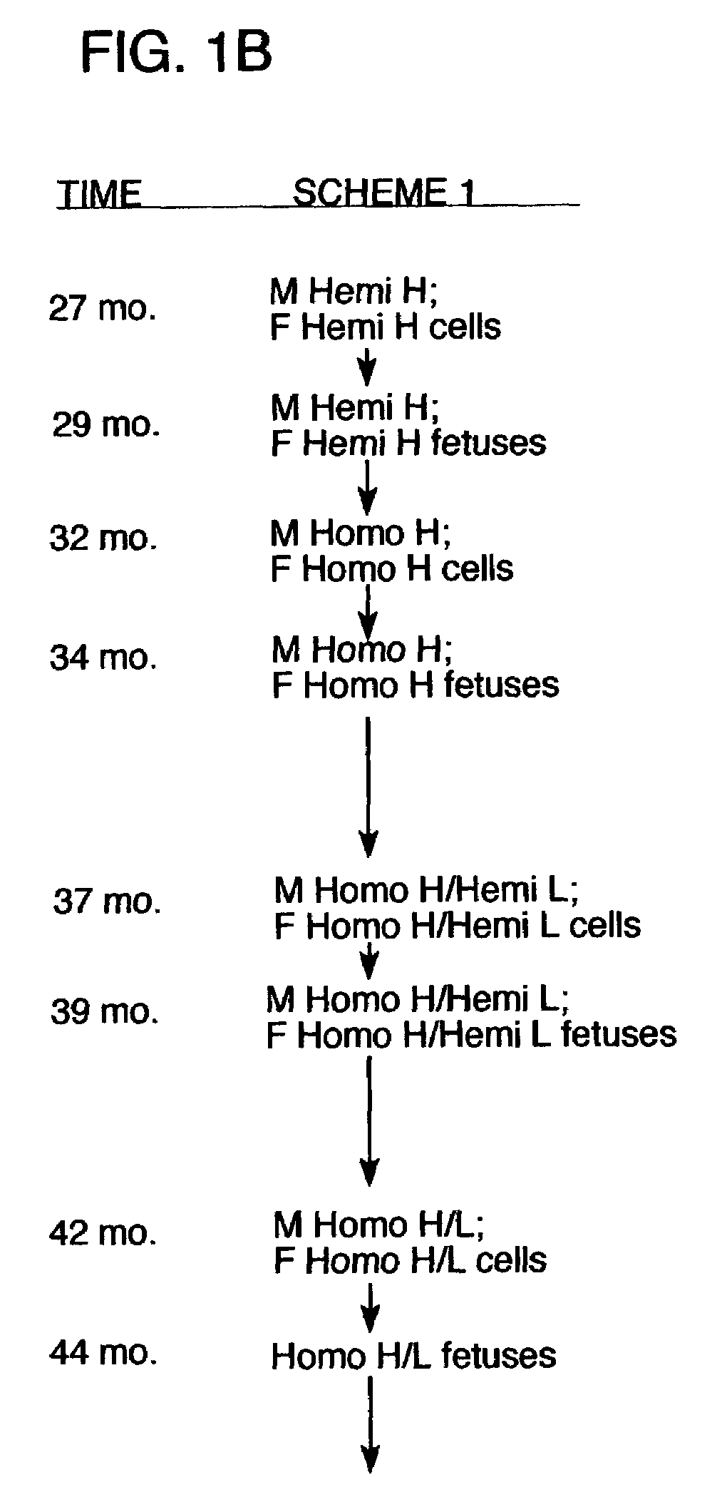 Transgenic bovine comprising human immunoglobulin loci and producing human immunoglobulin