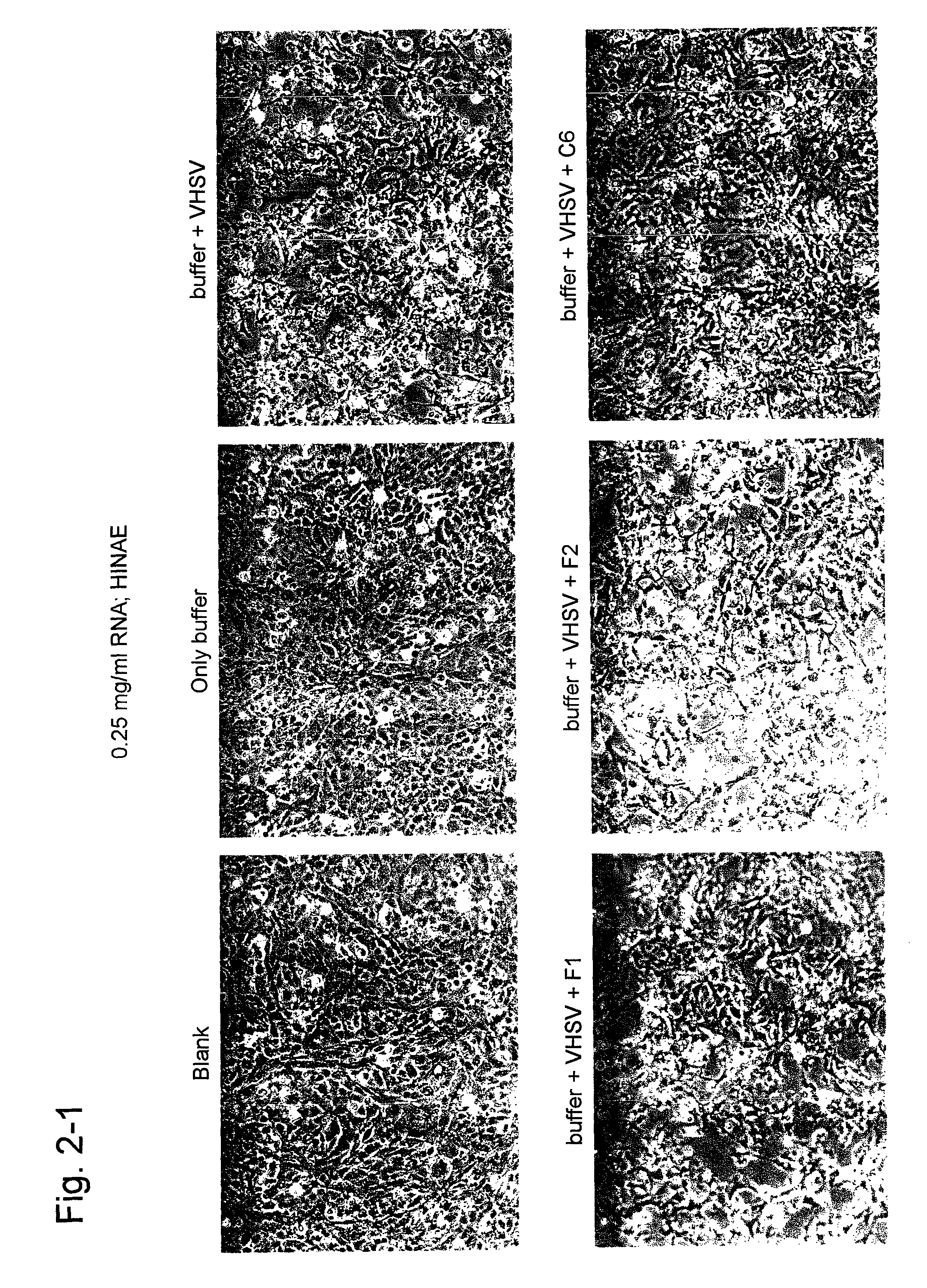 Aptamer capable of binding to viral hemorrhagic septicemia virus