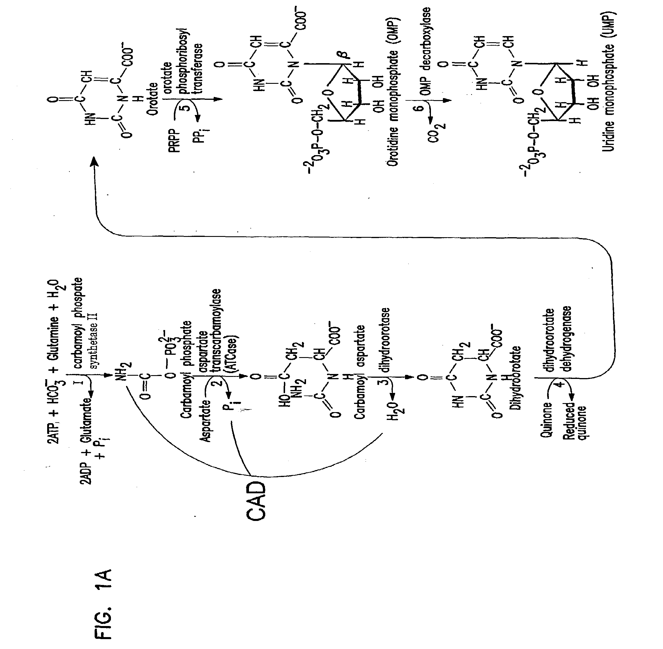 Galactosylation of Recombinant Glycoproteins