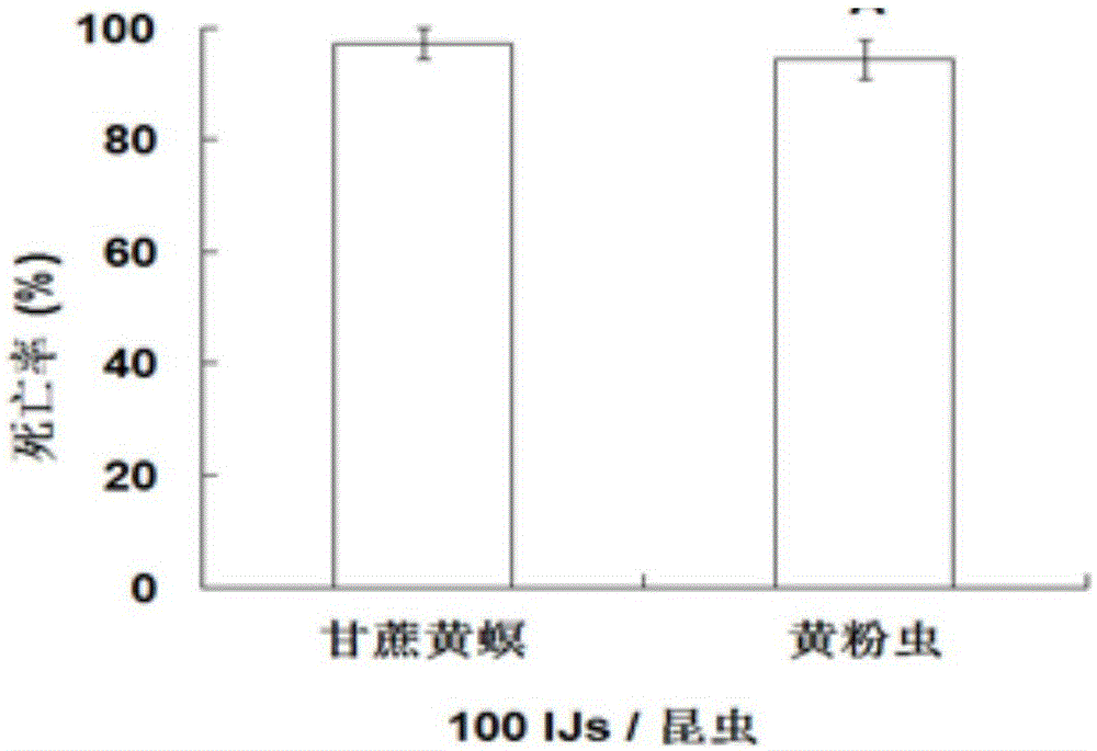 Entomopathogenic nematode HbSD and insecticide thereof, preparation method and application