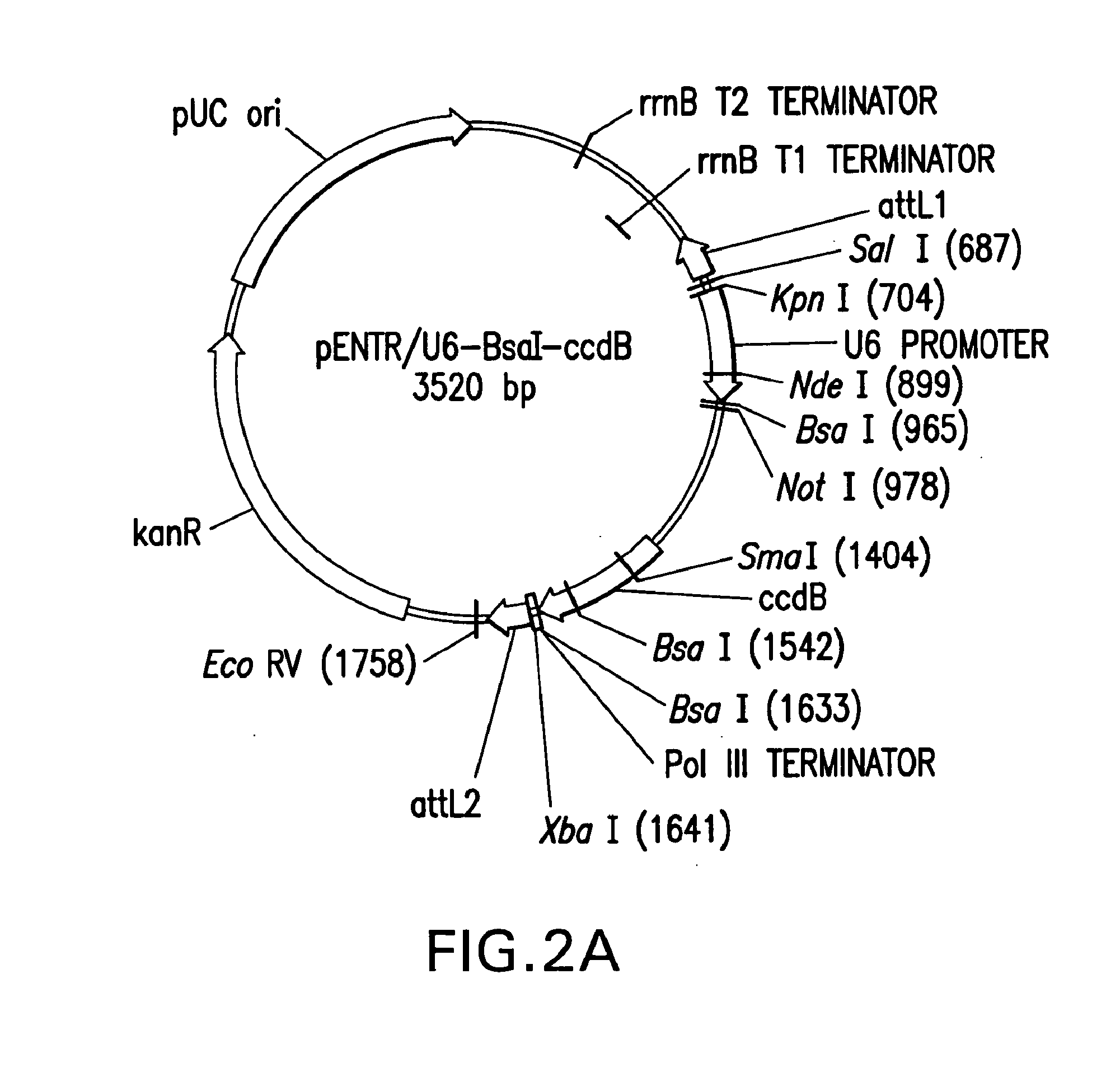 Methods and compositions for seamless cloning of nucleic acid molecules