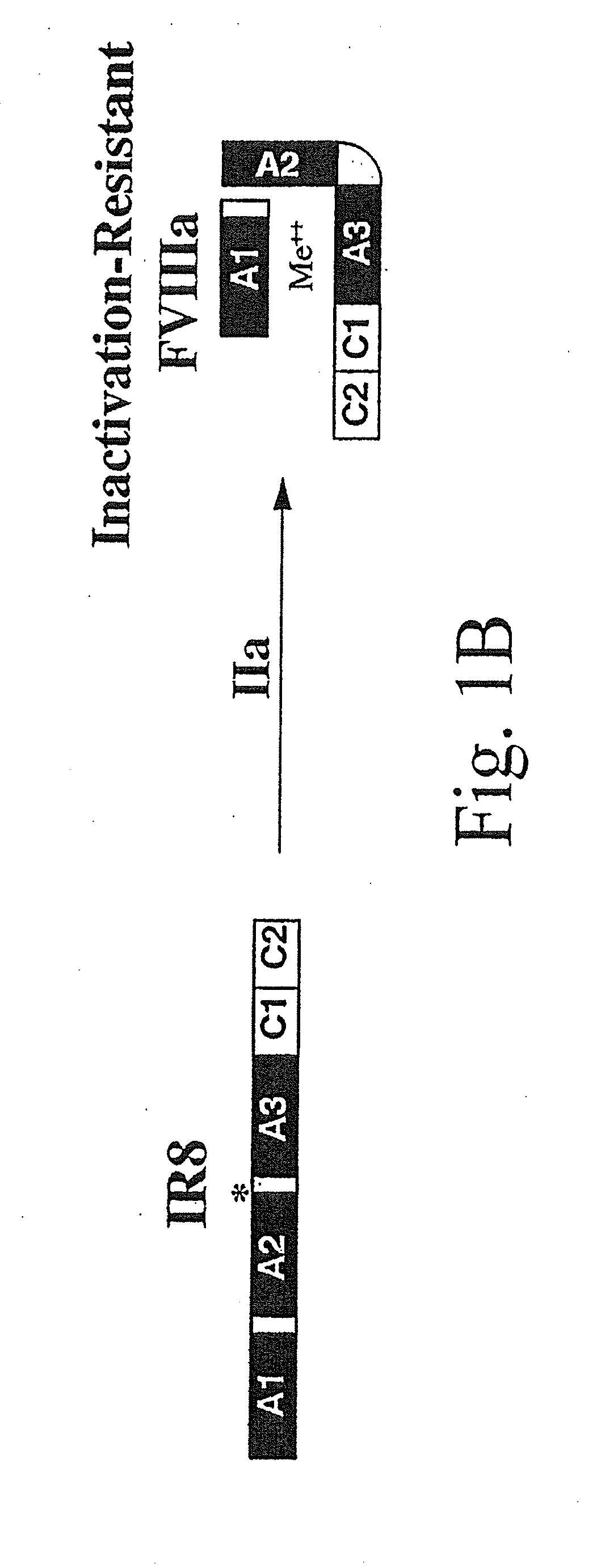 Method of producing factor viii proteins by recombinant methods