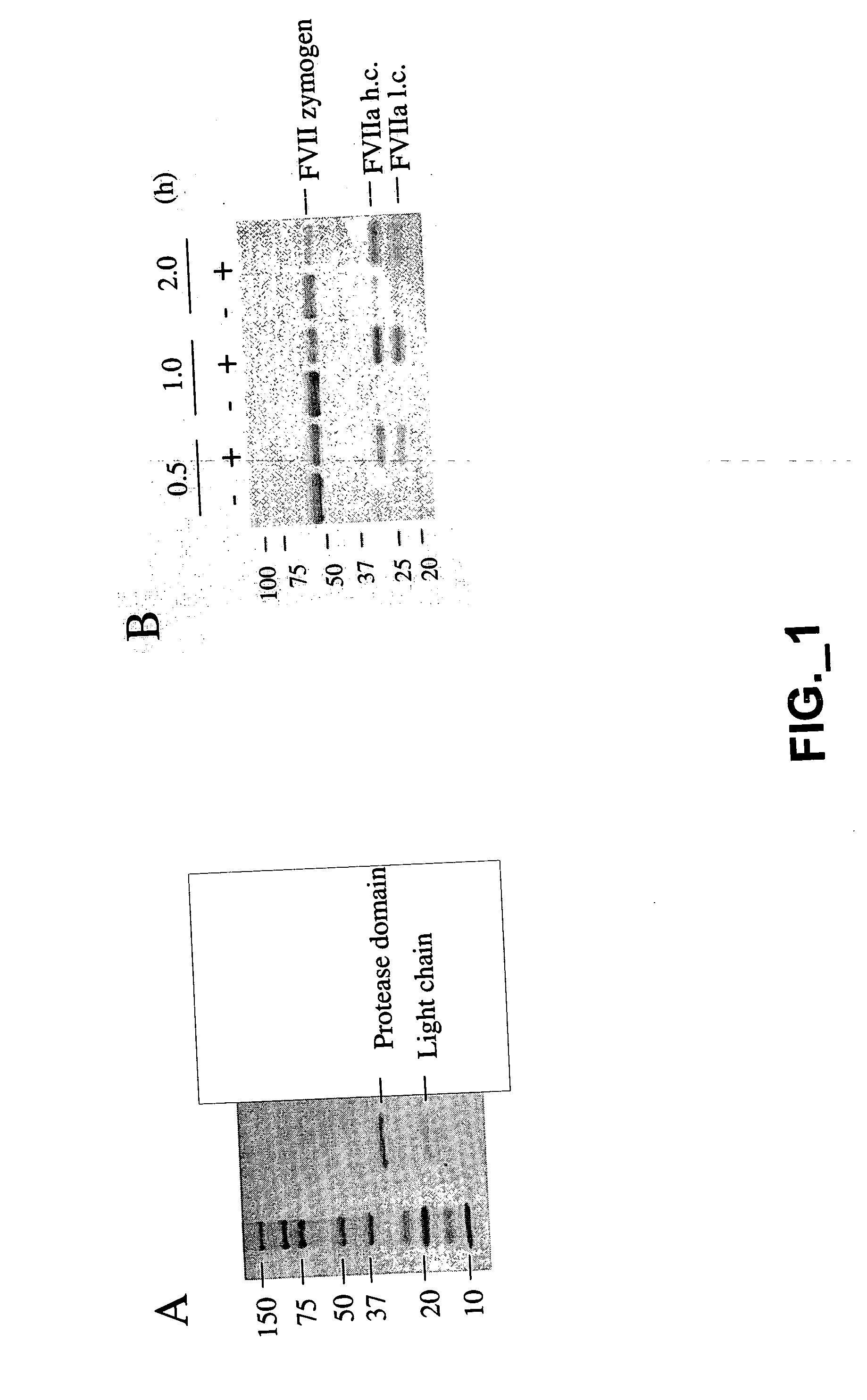 Methods and compositions for modulating hepatocyte growth factor activation