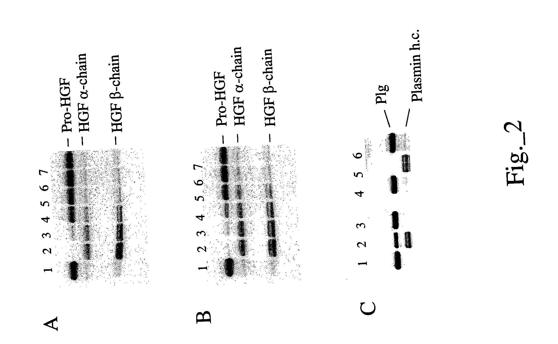 Methods and compositions for modulating hepatocyte growth factor activation