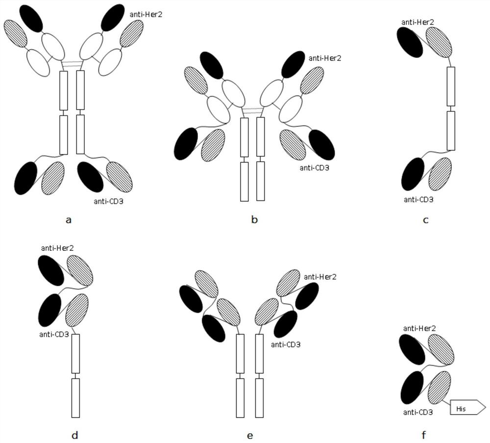 Homodimeric bispecific antibodies against her2 and cd3 and uses thereof