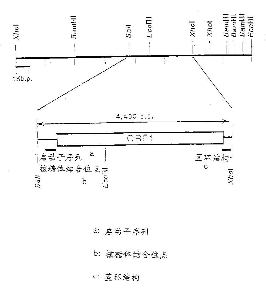 Method for stick bacteria capable of producing L-glutaminic acid and producing 1-glutaminc acid
