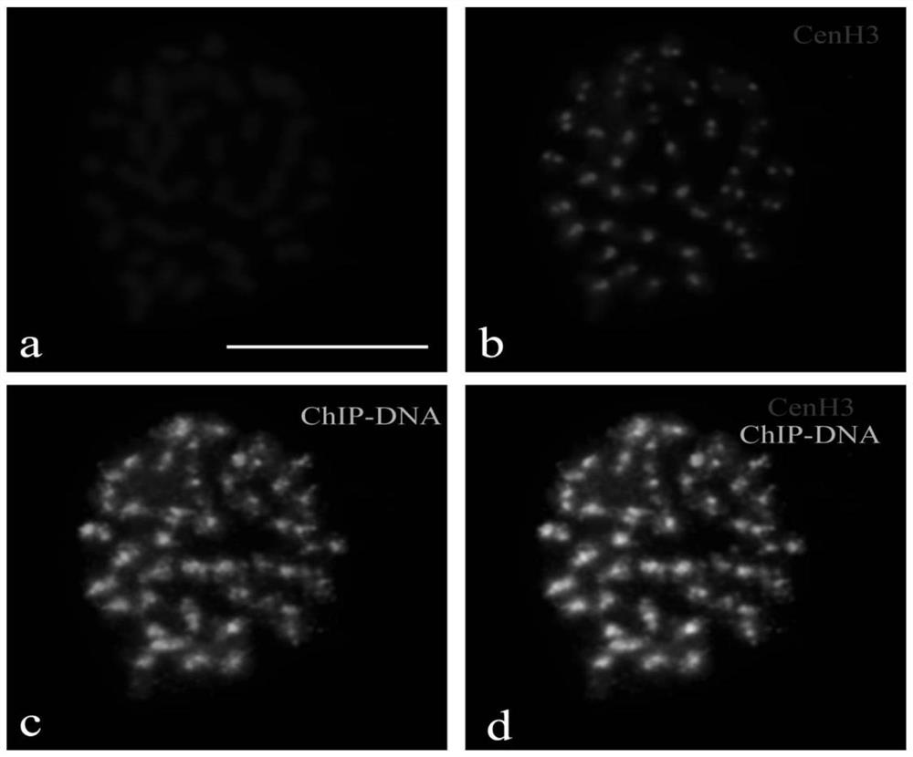 Antigenic polypeptide of poplar functional centromere histone cenh3 and its application