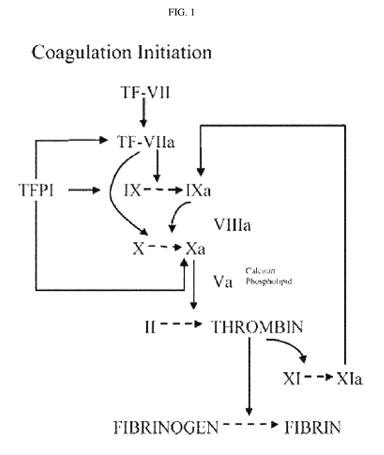 Antibody binding to TFPI and composition comprising the same