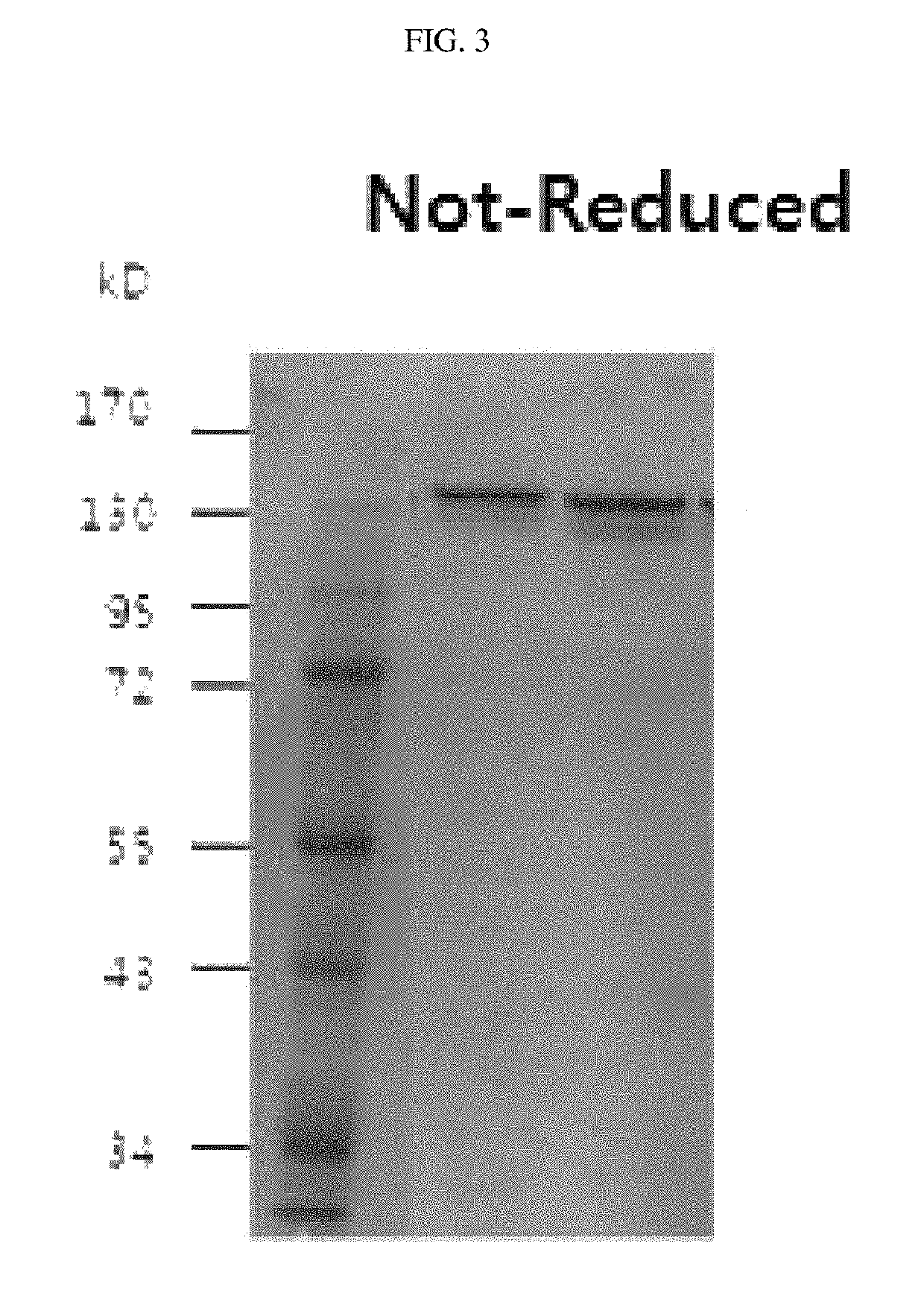 Antibody binding to TFPI and composition comprising the same