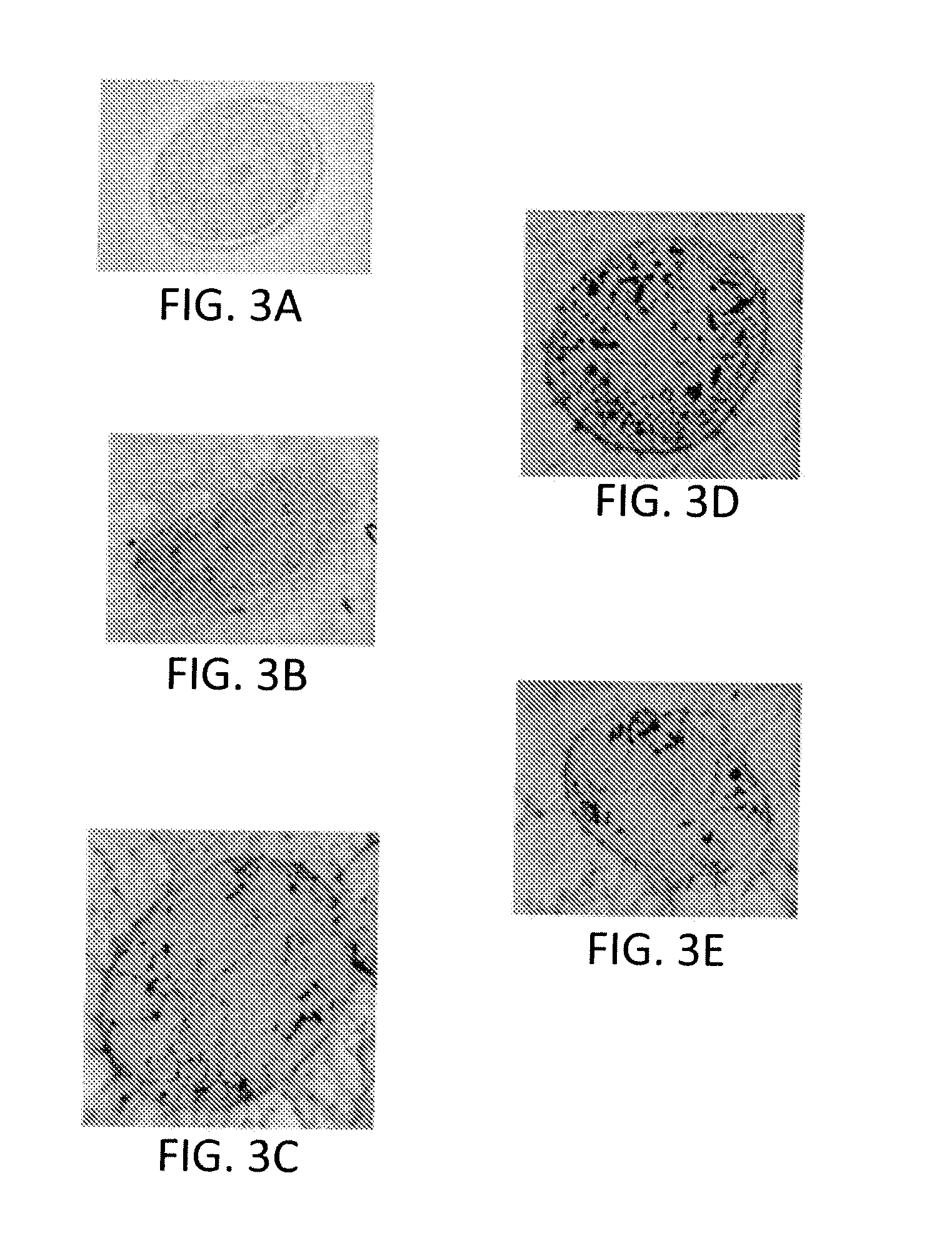 Method for Chemically Modifying the Internal Region of a Hair Shaft