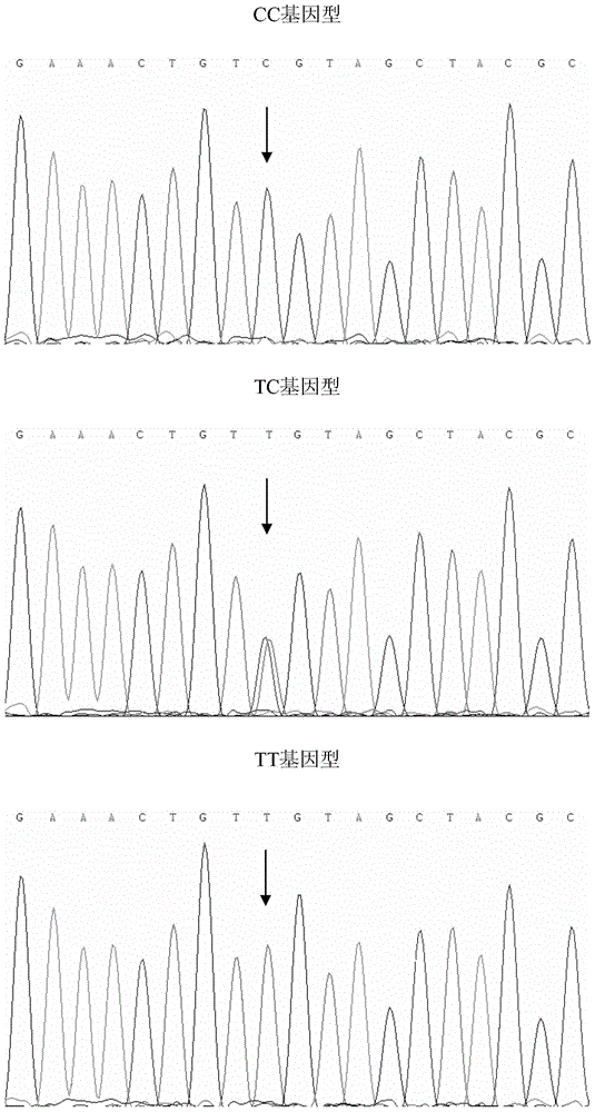 SNP (single nucleotide polymorphism) marker and application thereof