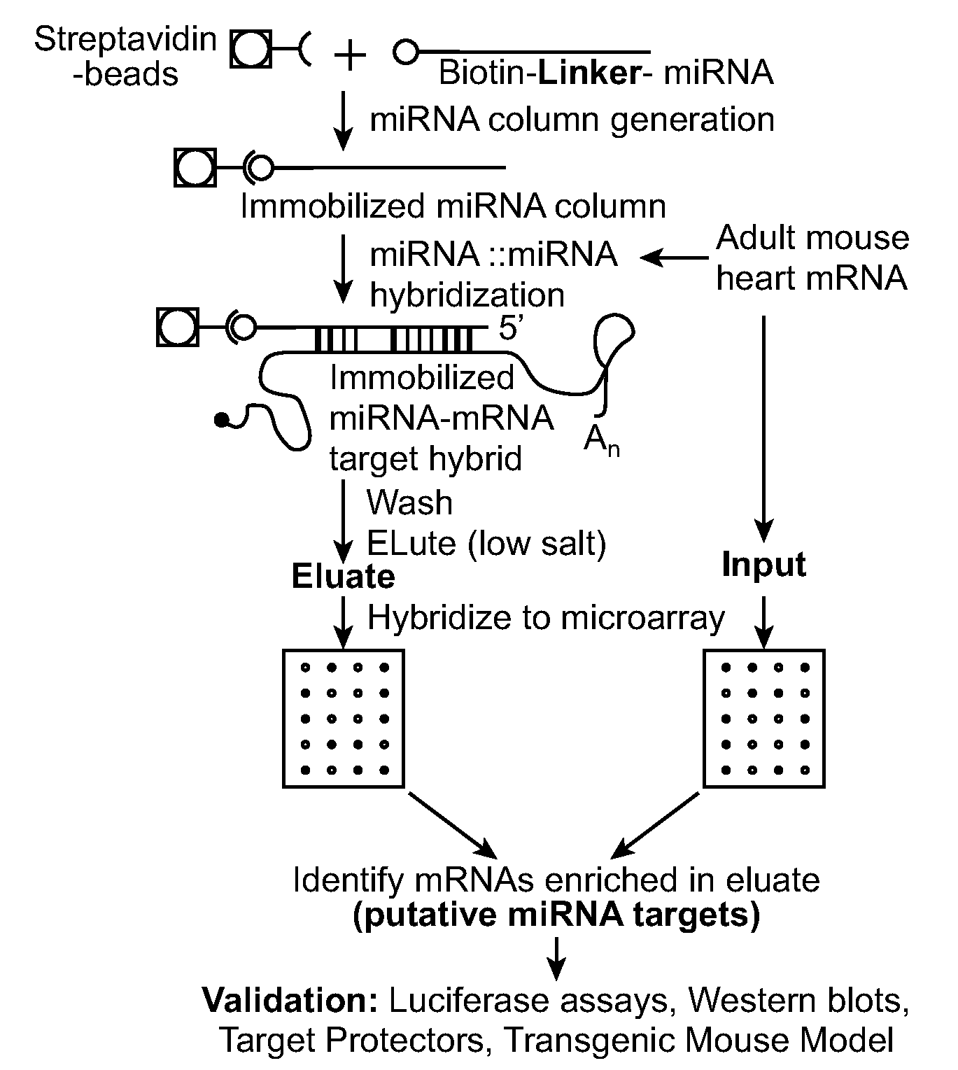Method of identifying micro-rna targets