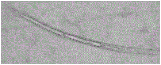 Application of bacillus cereus BCJB01 in control of root-knot nematodes