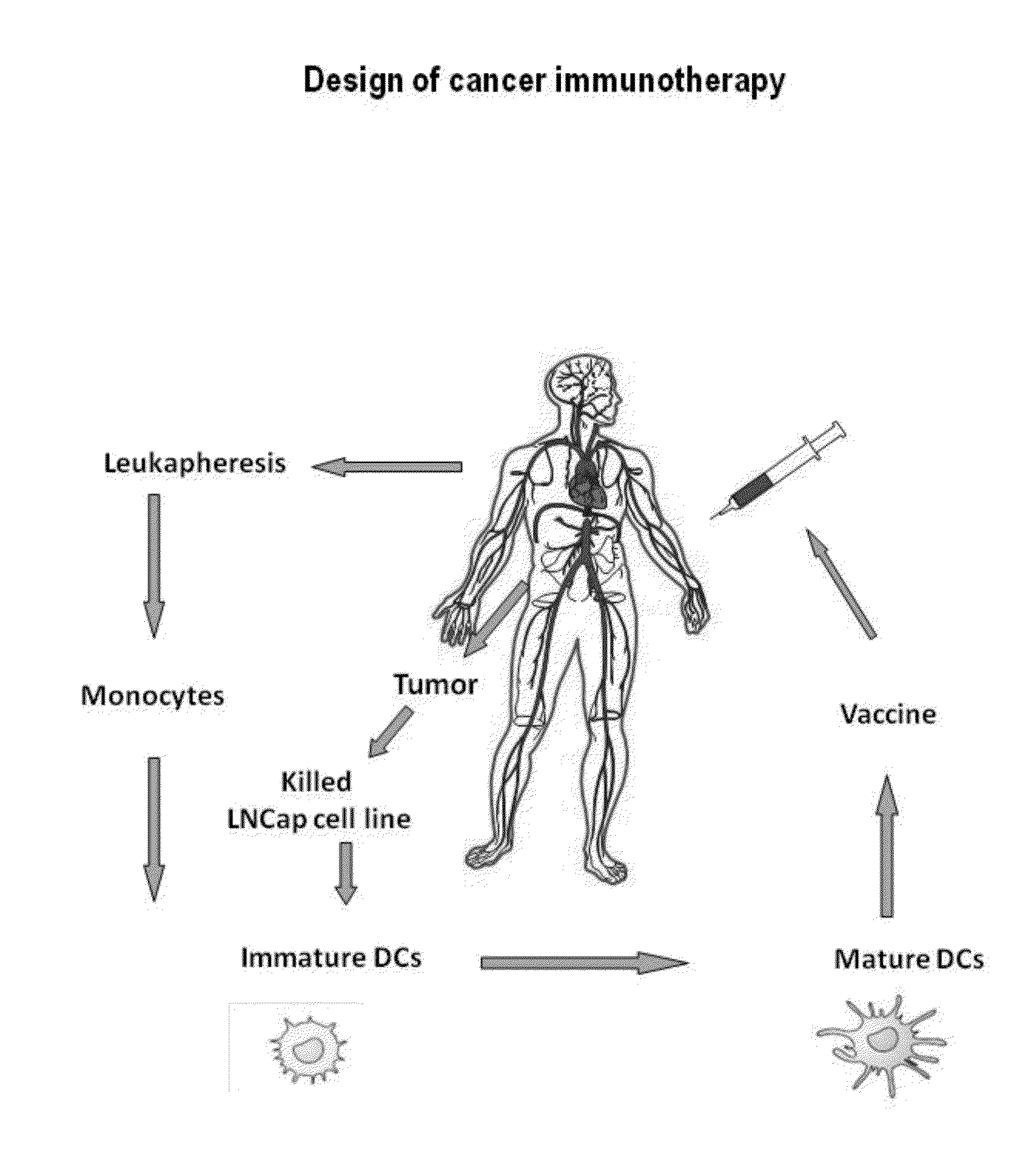 Means and methods for active cellular immunotherapy of cancer by using tumor cells killed by high hydrostatic pressure and dendritic cells