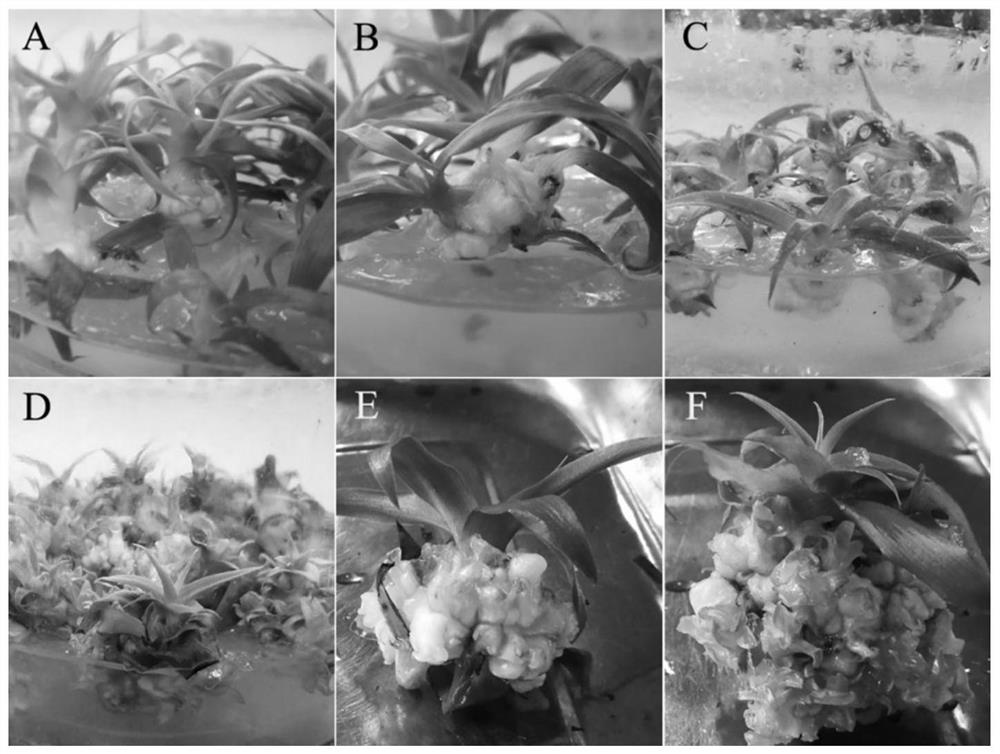 Novel method for callus induction and efficient plant regeneration of pineapple variant