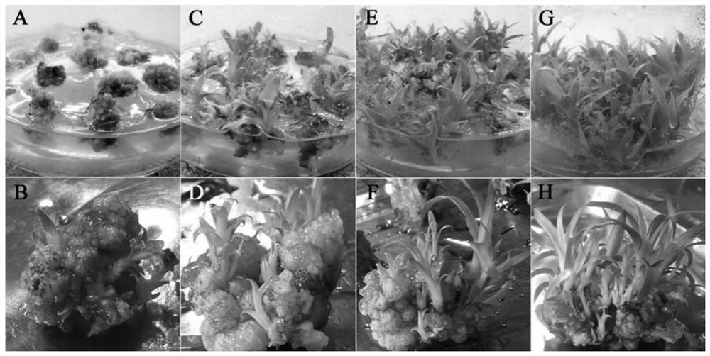 Novel method for callus induction and efficient plant regeneration of pineapple variant