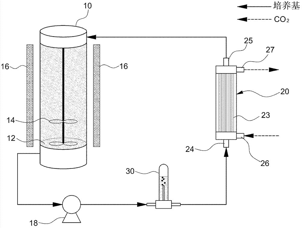 Photobioreactor for culturing microalgae using hollow fiber membrane