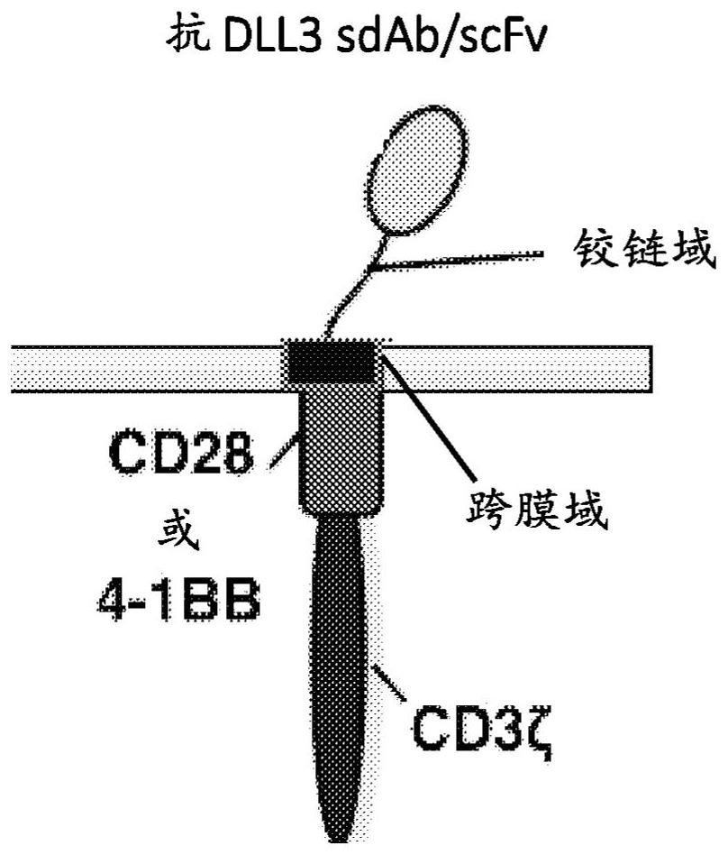 Anti-dll3 chimeric antigen receptors and uses thereof