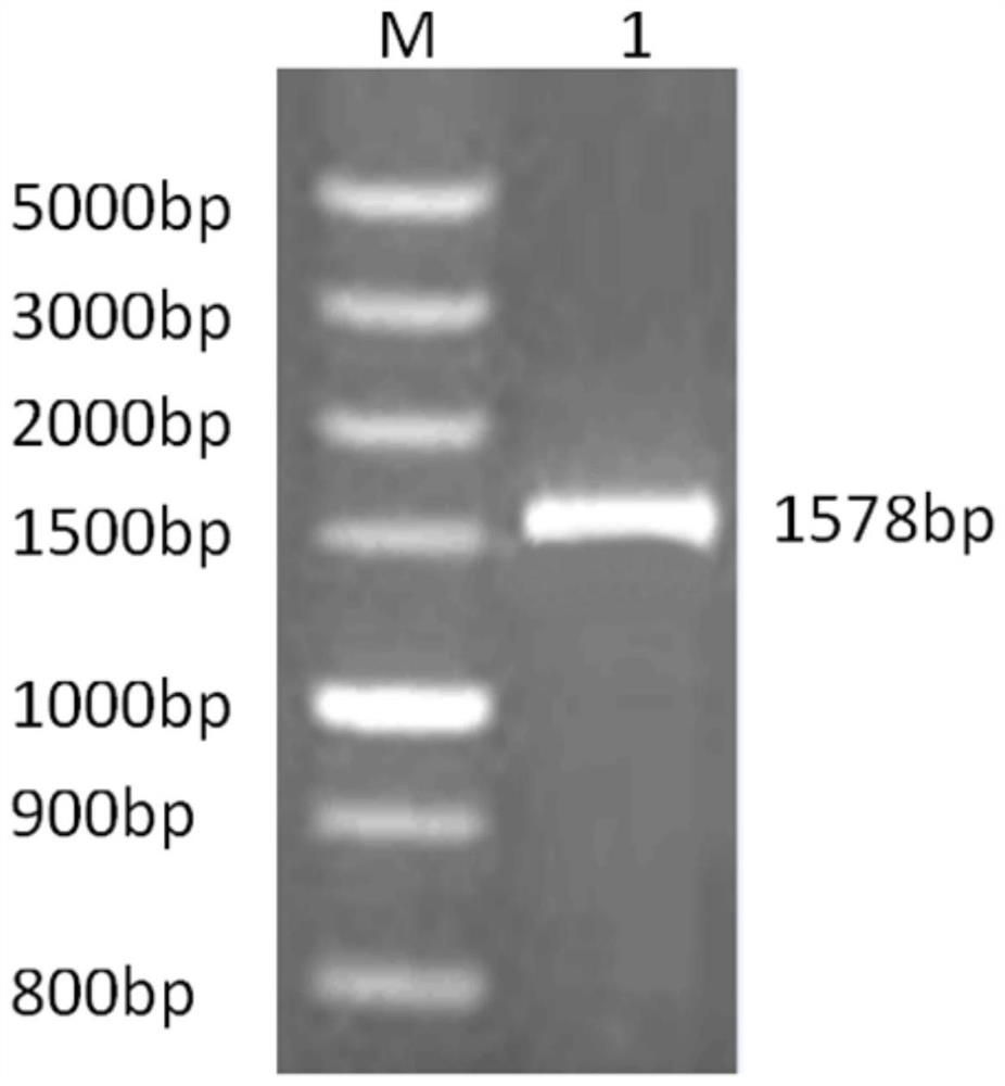 A kind of I group 4 type poultry adenovirus dna vaccine and its preparation method and application