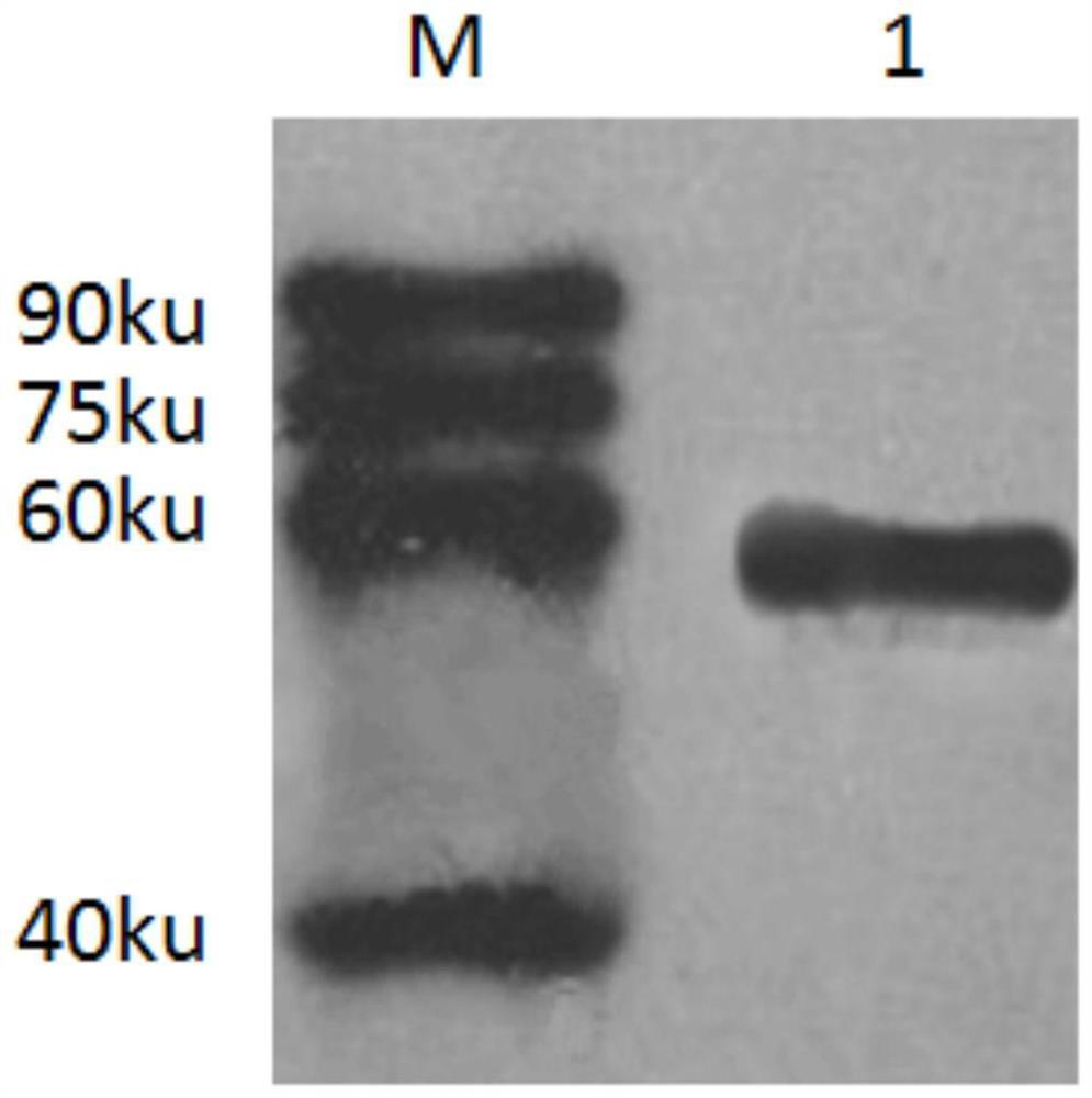 A kind of I group 4 type poultry adenovirus dna vaccine and its preparation method and application