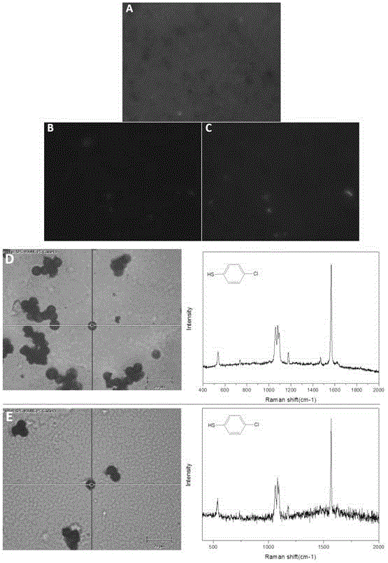 Magnetic fluorescent Raman double-encoding composite microspheres and preparation method and application thereof