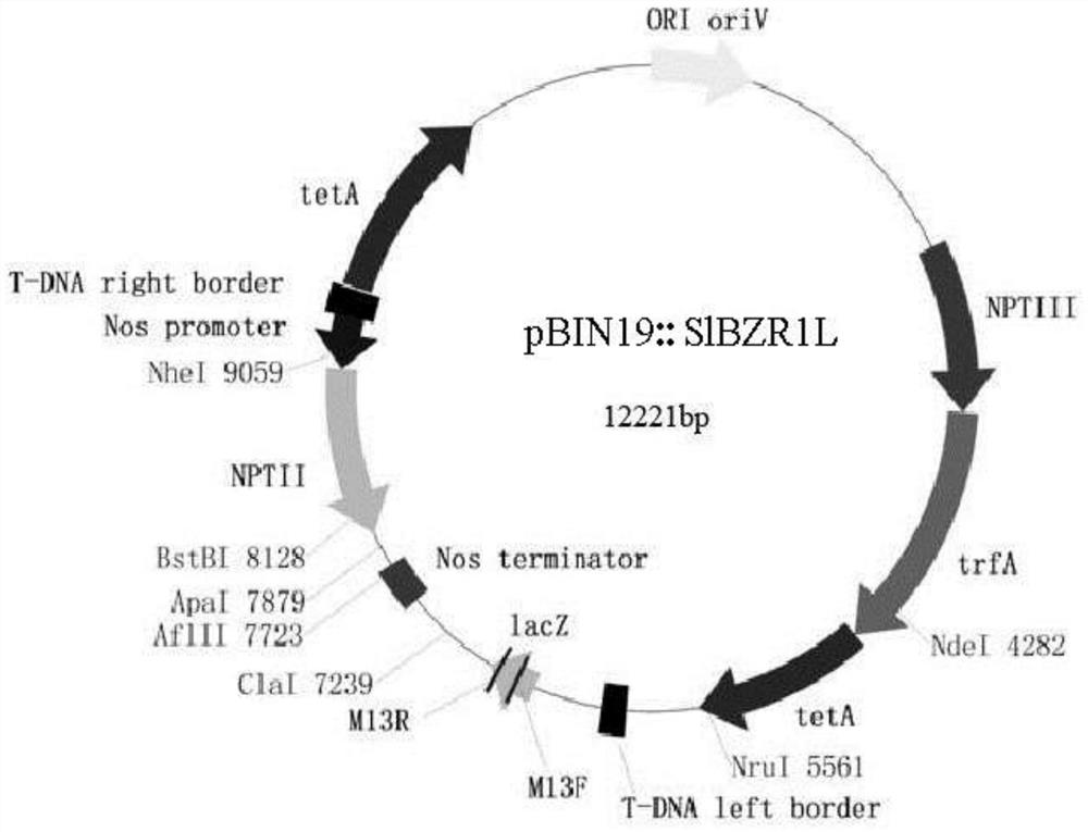 Application of tomato slbzr1l gene