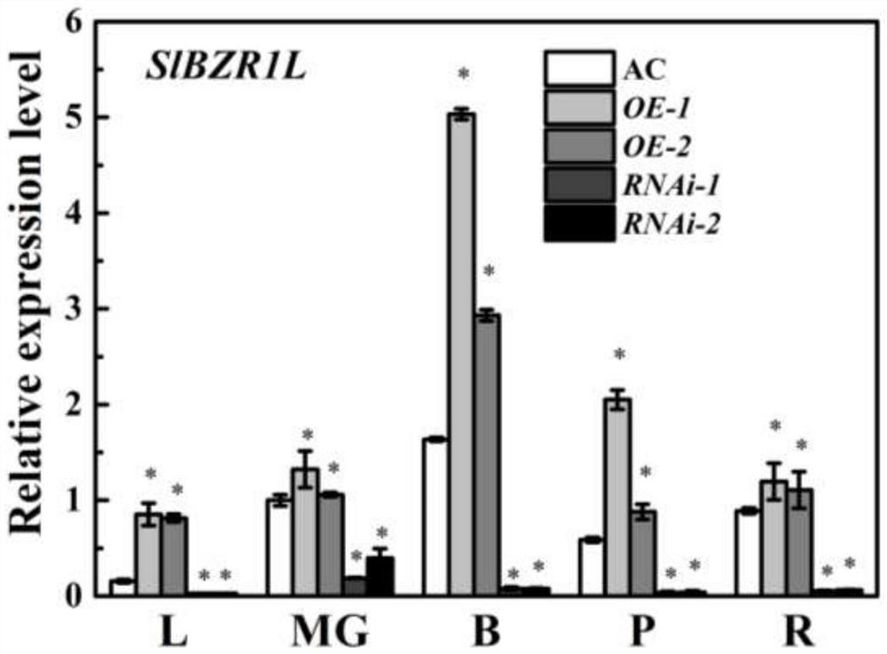 Application of tomato slbzr1l gene