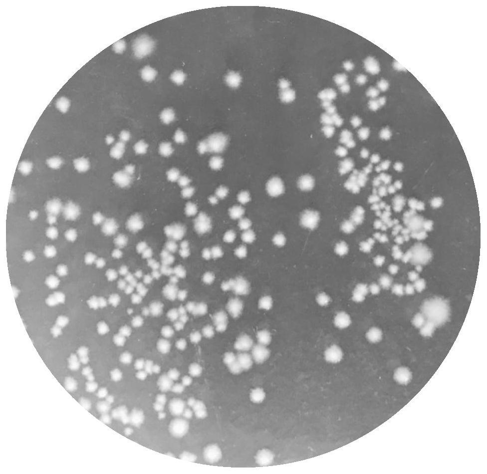 Clostridium butyricum and application of clostridium butyricum in immobilized fermentation production of 1, 3-propylene glycol