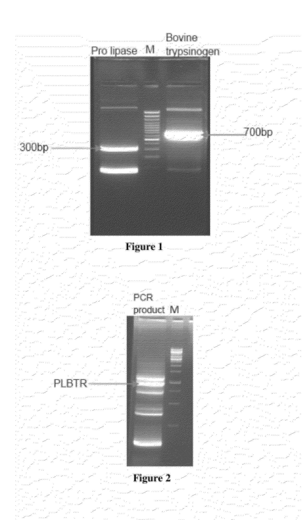 Novel fusion proteins and method of expression thereof