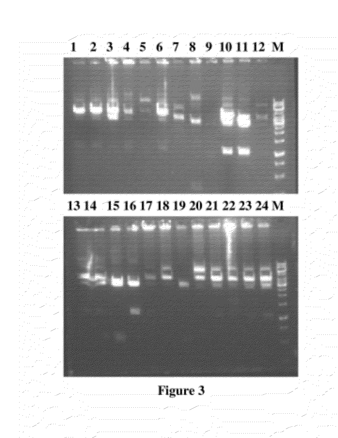 Novel fusion proteins and method of expression thereof