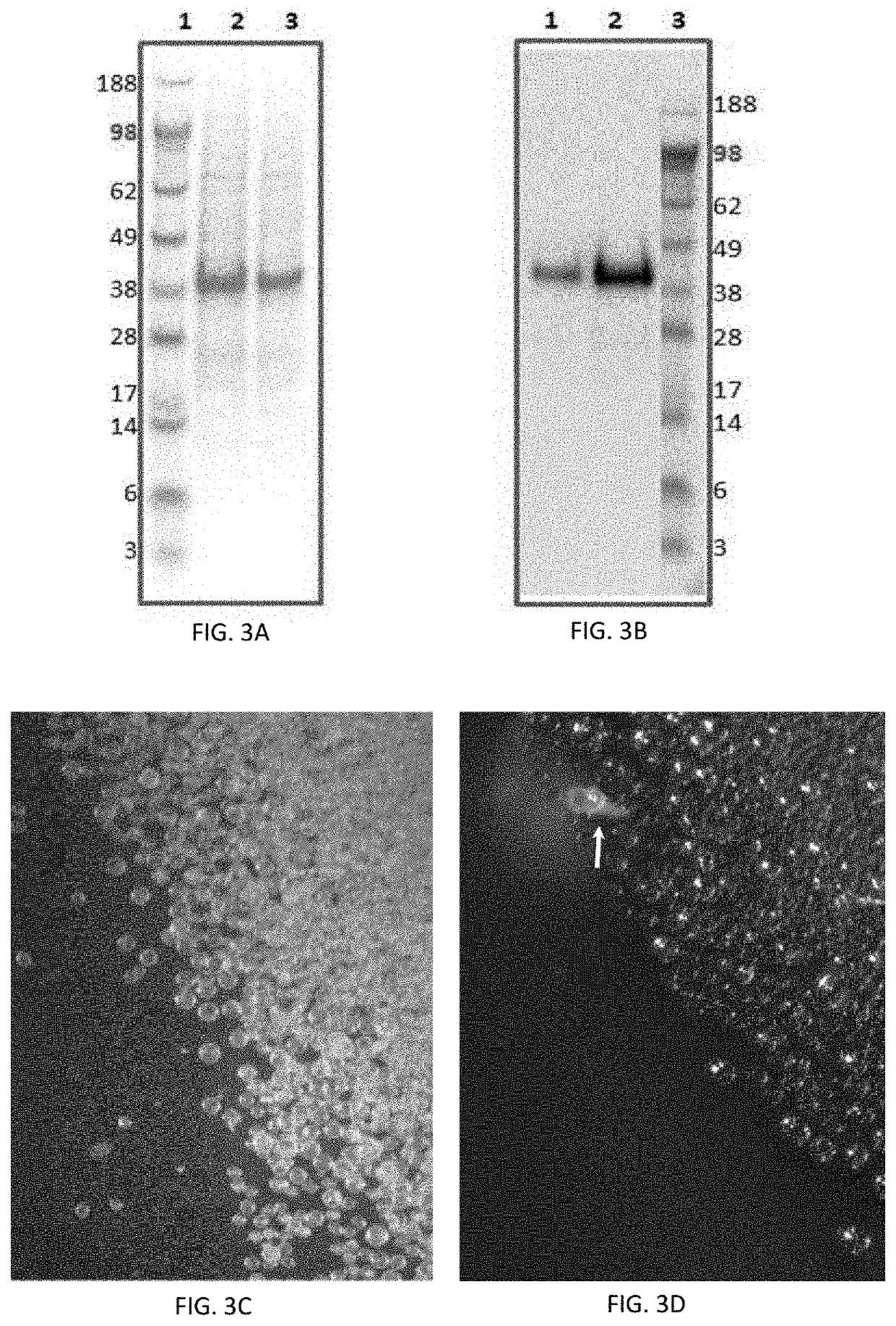 Systems and methods for cellular reprogramming of a plant cell