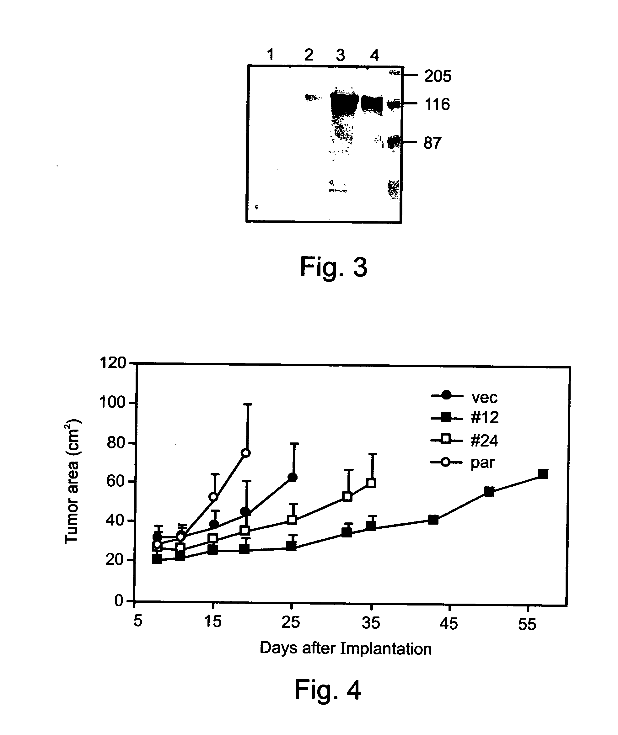 Pharmaceutical compositions and methods useful for modulating angiogenesis, inhibiting metastasis and tumor fibrosis, and assessing the malignancy of colon cancer tumors